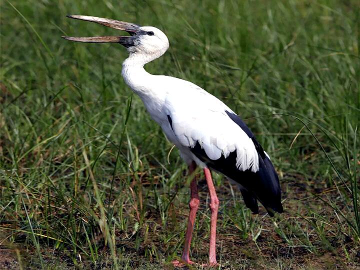ஊசுடு ஏரி பறவைகள் சரணாலயம்..