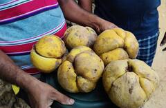 PHOTO : दुर्मिळातील दुर्मिळ एलिफंट अ‍ॅपल वृक्ष सिंधुदुर्गात, पाहा फोटो