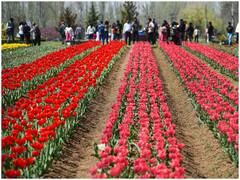 पर्यटकों के लिए खुला एशिया का सबसे बड़ा ट्यूलिप गार्डन, पहले ही दिन पहुंचे हजारों लोग - देखें खूबसूरत तस्वीरें