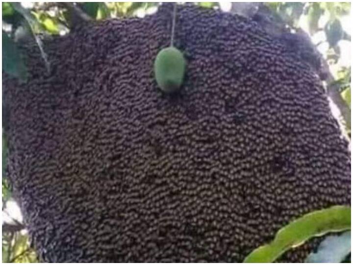 आम की सुरक्षा में लगी हजारों मधुमक्खियों की ड्यूटी! तोड़ने की सोच भी नहीं सकते आप Duty of thousands of bees engaged in the protection of mangoes आम की सुरक्षा में लगी हजारों मधुमक्खियों की ड्यूटी! तोड़ने की सोच भी नहीं सकते आप