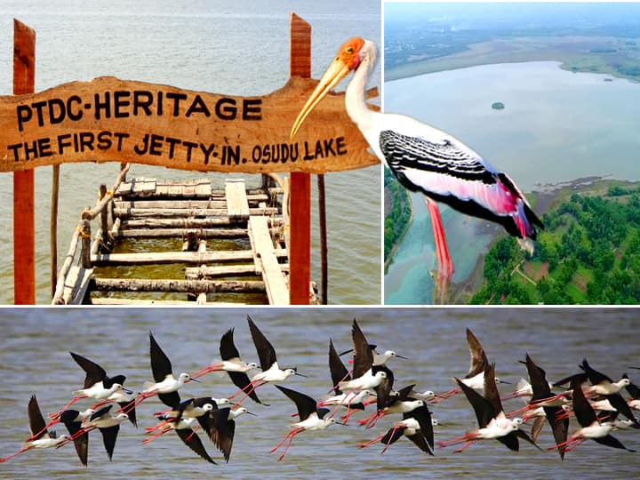 Osudu Lake Bird Sanctuary in Pondicherry thrills visitors புதுச்சேரி : பார்வையாளர்களைப் பரவசப்படுத்தும் ஊசுடு ஏரி பறவைகள் சரணாலயம்.. இதை படிங்க முதல்ல..