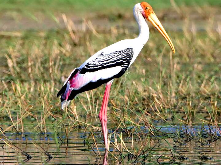 ஊசுடு ஏரி பறவைகள் சரணாலயம்..
