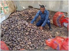 Bhopal: किसान ने नीले रंग का आलू उगाकर किया कमाल, जानिए कैसे ‘नीलकंठ’ सेहत और स्वाद के लिए है खास?