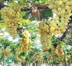Grapes:  पावसामुळे द्राक्षाचा हंगाम लांबणार?  द्राक्षांच्या निर्यात धोरणांमुळे शेतकरी त्रस्त