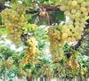 Grapes: पावसामुळे द्राक्षाचा हंगाम लांबणार? द्राक्षांच्या निर्यात धोरणांमुळे शेतकरी त्रस्त