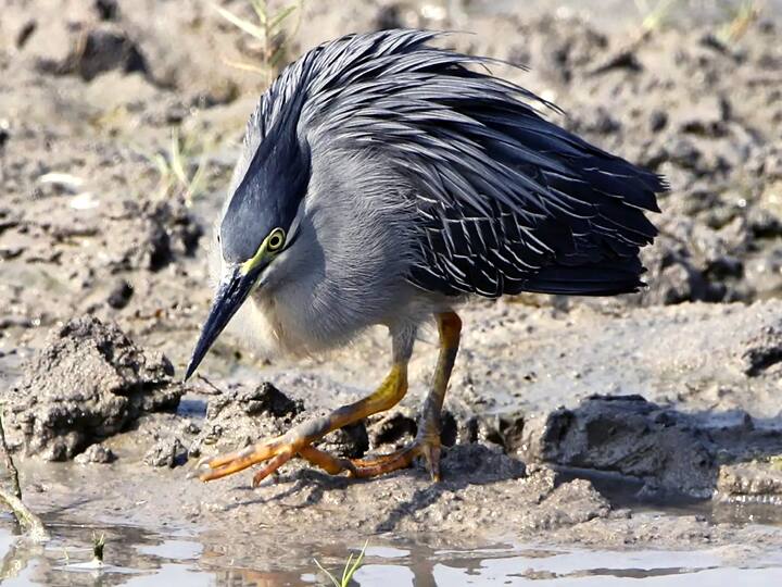 ஊசுடு ஏரி பறவைகள் சரணாலயம்..
