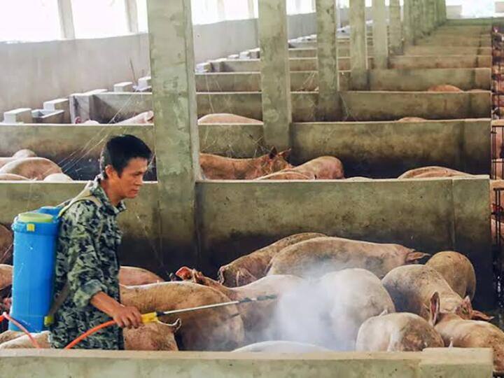 Mizoram Fresh pig deaths due to African Swine Fever recorded மீண்டும் பரவும் ஆப்பிரிக்கன் பன்றிக்காய்ச்சல்… மனிதர்களுக்கும் பரவுமா? மிசோரம் மக்கள் பீதி!