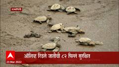 Ratnagiri :ऑलिव्ह रिडले जातीच्या कासवांच्या 82 पिल्लांना समुद्रात सोडलं : ABP Majha