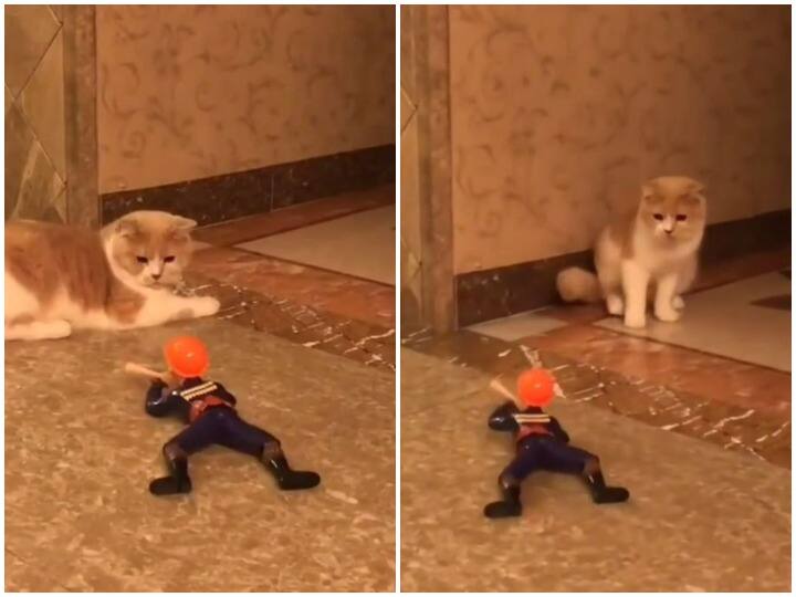 खिलौने की फायरिंग से बिल्ली के हुए बुरे हाल, गोली की आवाज सुन दुम दबाकर भागी Cat ran away after hearing the sound of toy firing खिलौने की फायरिंग से बिल्ली के हुए बुरे हाल, गोली की आवाज सुन दुम दबाकर भागी