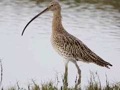 Osudu Lake pics: பார்வையாளர்களைப் பரவசப்படுத்தும் ஊசுடு ஏரி பறவைகள் சரணாலயம்..