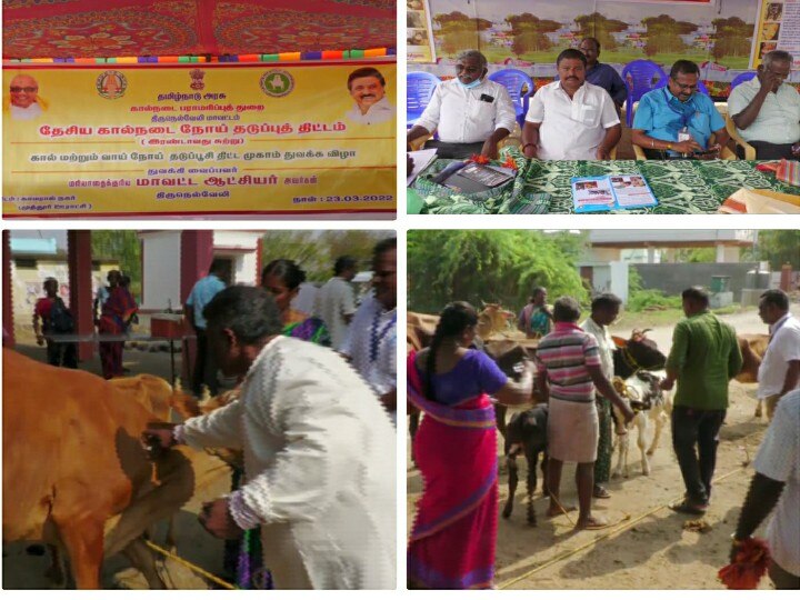 கோமாரி நோயை கட்டுப்படுத்த நெல்லையில் கால்நடைகளுக்கு இரண்டாம் கட்ட தடுப்பூசி  போடும் முகாம் தொடங்கியது