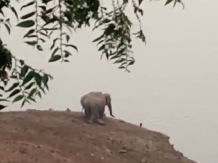 Wild elephants swimming at Valparai Solayar Dam Watch Video : வால்பாறை சோலையார் அணை நீரில் இறங்கி ஆட்டம் போட்ட காட்டு யானைகள்
