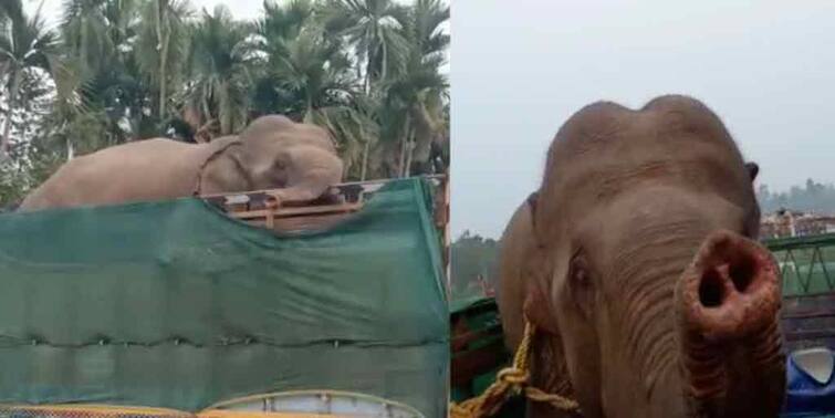 Jalpaiguri 7 elephant-loaded truck rescued near Teesta Bridge Jalpaiguri News: তিস্তা সেতুর কাছে উদ্ধার একাধিক হাতি বোঝাই ট্রাক