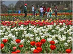 Tulip GardenPhoto :  आशियातील सर्वात मोठे  ट्युलिप गार्डन पर्यटकांसाठी खुलं