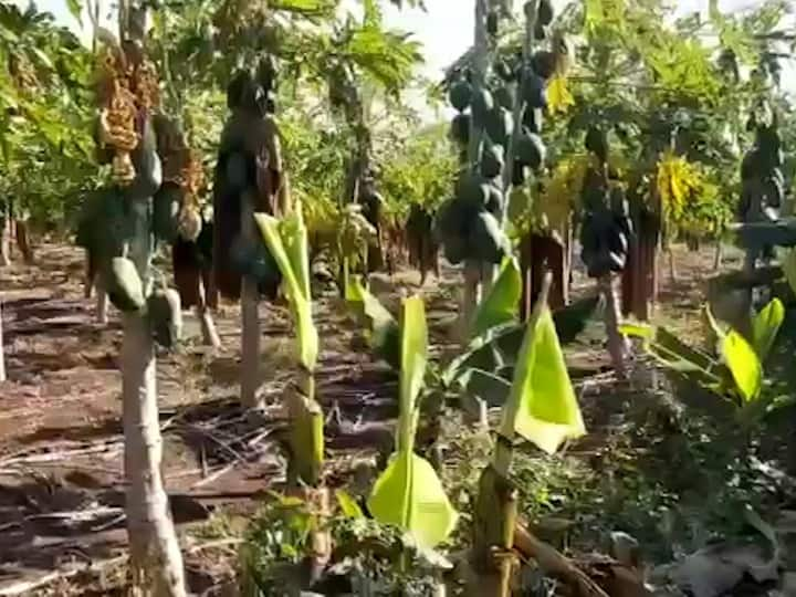 Rising temperatures harming papaya crop in Nandurbar वाढत्या तापमानाचा फटका शेतकऱ्यांना, नंदुरबारमध्ये पपई बागा उद्ध्वस्त!