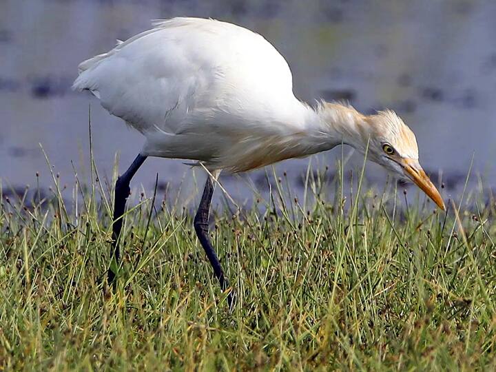 ஊசுடு ஏரி பறவைகள் சரணாலயம்..