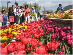 पर्यटकों के लिए खुला एशिया का सबसे बड़ा ट्यूलिप गार्डन, पहले ही दिन पहुंचे हजारों लोग - देखें खूबसूरत तस्वीरें
