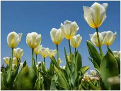 Tulip GardenPhoto :  आशियातील सर्वात मोठे  ट्युलिप गार्डन पर्यटकांसाठी खुलं