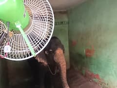கொளுத்த தொடங்கிய கோடை வெயில்..! மயிலாடுதுறை கோயில் யானைக்கு ஃபேன் அமைத்து கொடுத்த விலங்கு ஆர்வலர்