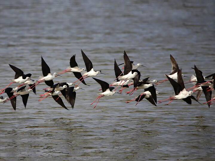ஊசுடு ஏரி பறவைகள் சரணாலயம்..
