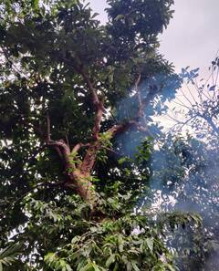 PHOTO : दुर्मिळातील दुर्मिळ एलिफंट अ‍ॅपल वृक्ष सिंधुदुर्गात, पाहा फोटो