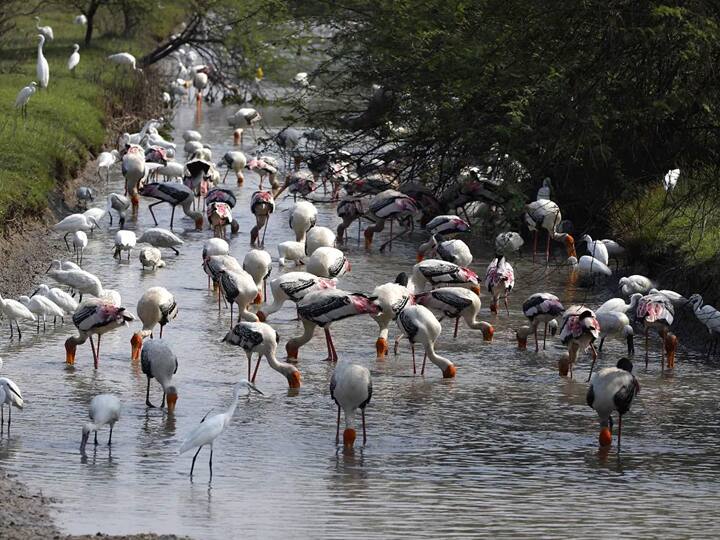 ஊசுடு ஏரி பறவைகள் சரணாலயம்..