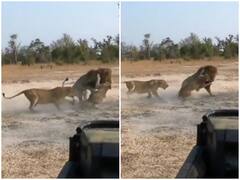 भूख लगने पर खूंखार शेर ने शेरनी को बनाया अपना निशाना, हैरत में डाल देगा वीडियो