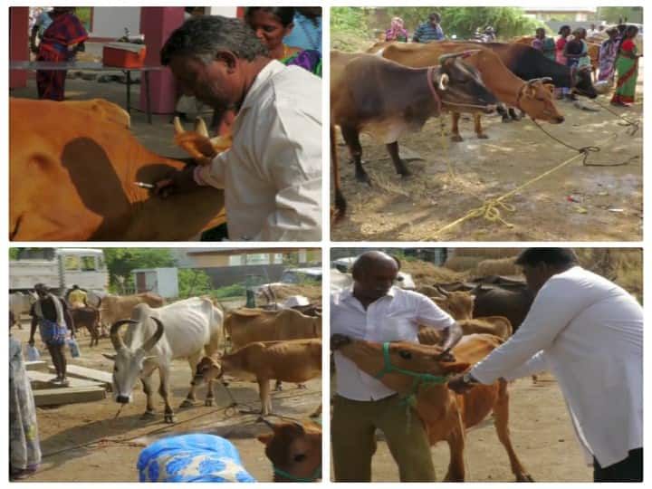 A second phase of livestock vaccination camp has been started in Nellai to foot and mouth disease கோமாரி நோயை கட்டுப்படுத்த நெல்லையில் கால்நடைகளுக்கு இரண்டாம் கட்ட தடுப்பூசி போடும் முகாம் தொடங்கியது