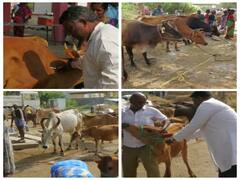 கோமாரி நோயை கட்டுப்படுத்த நெல்லையில் கால்நடைகளுக்கு இரண்டாம் கட்ட தடுப்பூசி போடும் முகாம் தொடங்கியது