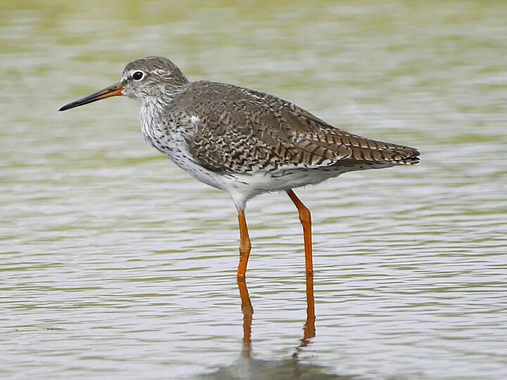 ஊசுடு ஏரி பறவைகள் சரணாலயம்..