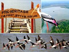 Osudu Lake pics: பார்வையாளர்களைப் பரவசப்படுத்தும் ஊசுடு ஏரி பறவைகள் சரணாலயம்..