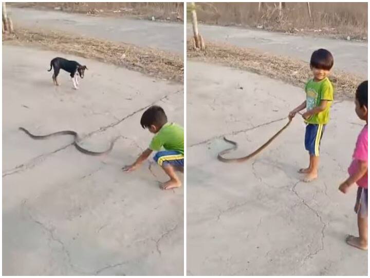 छोटे बच्चे ने किया सांप की नाक में दम, जान बचाने की हर कोशिश हुई फेल A small fearless child was seen playing with the snake's tail छोटे बच्चे ने किया सांप की नाक में दम, जान बचाने की हर कोशिश हुई फेल
