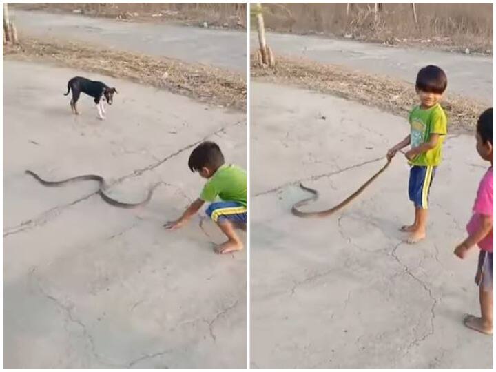 A small fearless child was seen playing with the snake's tail छोटे बच्चे ने किया सांप की नाक में दम, जान बचाने की हर कोशिश हुई फेल