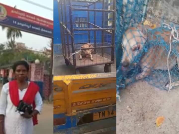 Chennai ecr dog are kidnapped by some unidentified person know this கடத்திச் செல்லப்பட்ட தாய் நாய்.. காணாமல் போன நாய்க்குட்டிகள்.. என்ன நடக்கிறது சென்னை ஈ.சி.ஆரில்?