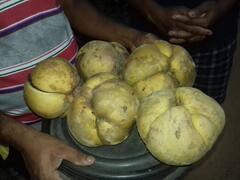 PHOTO : दुर्मिळातील दुर्मिळ एलिफंट अ‍ॅपल वृक्ष सिंधुदुर्गात, पाहा फोटो