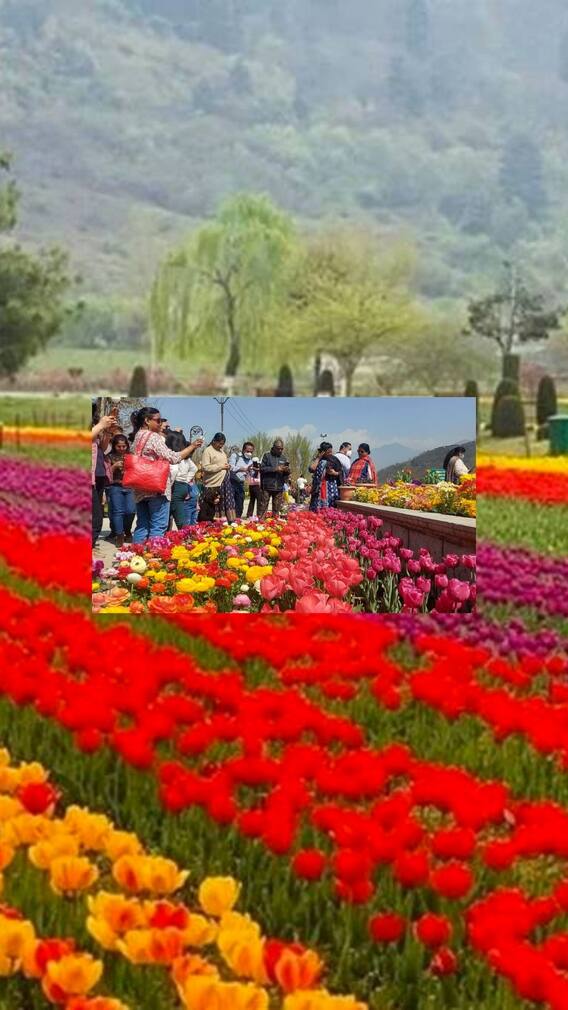 ਸੈਲਾਨੀਆਂ ਲਈ ਖੋਲ੍ਹਿਆ ਏਸ਼ੀਆ ਦਾ ਸਭ ਤੋਂ ਵੱਡਾ ਟਿਊਲਿਪ ਗਾਰਡਨ
