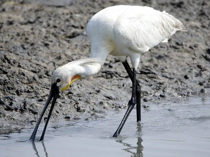 ஊசுடு ஏரி பறவைகள் சரணாலயம்..ஊசுடு ஏரி பறவைகள் சரணாலயம்..