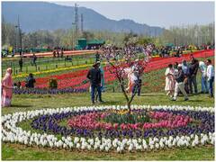 Tulip GardenPhoto :  आशियातील सर्वात मोठे  ट्युलिप गार्डन पर्यटकांसाठी खुलं