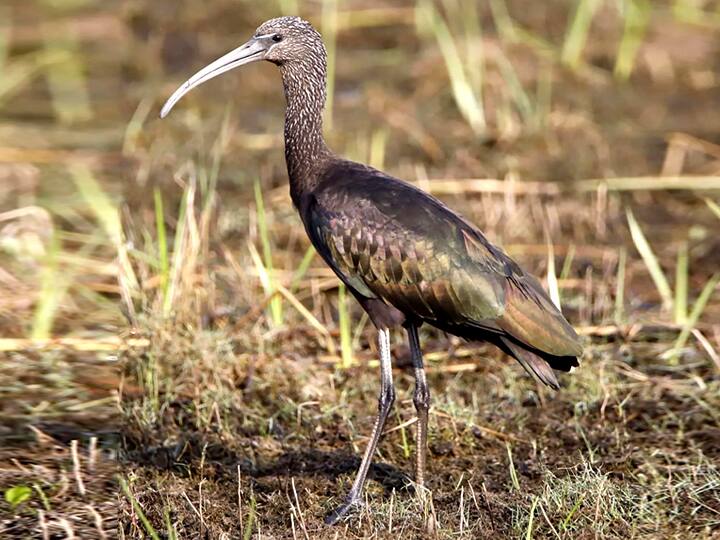 ஊசுடு ஏரி பறவைகள் சரணாலயம்..