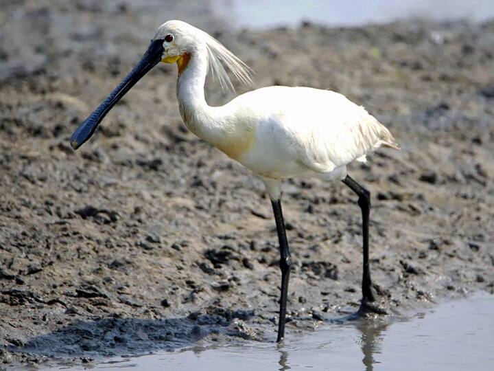 ஊசுடு ஏரி பறவைகள் சரணாலயம்..