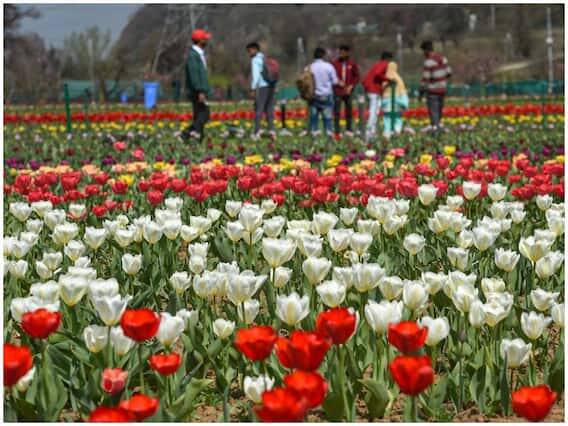 ટ્યૂલિપ ગાર્ડન સામાન્ય રીતે એપ્રિલના પ્રથમ સપ્તાહમાં પ્રવાસીઓ માટે ખોલવામાં આવે છે. પરંતુ કોવિડને કારણે છેલ્લાં કેટલાંક વર્ષોમાં અહીંની ચમક ઘટી ગઈ હતી. એટલા માટે તે વહેલું ખોલવામાં આવ્યું હતું.