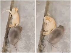 सो रही बिल्ली के पास जा पहुंचा विशालकाय चूहा, भारी भरकम शरीर को देख हो गई शॉक्ड