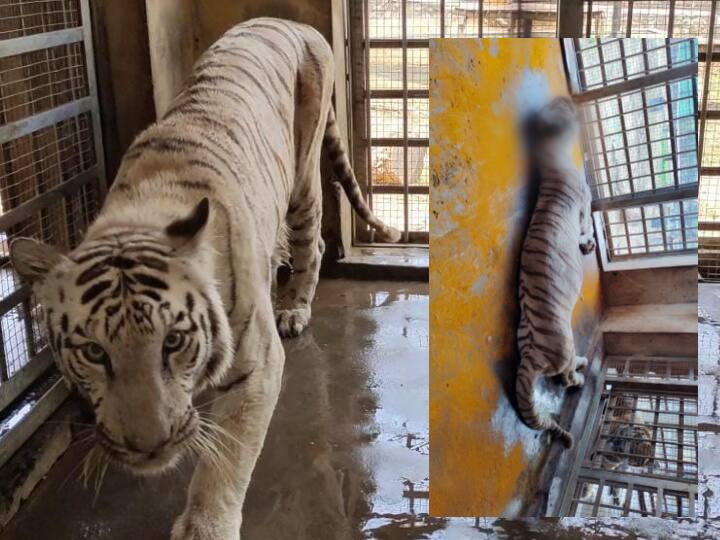 chennai vandloor arigar anna wildlife sancutury white tiger death reason திடீரென தாக்கிய நோய்! வண்டலூர் பூங்காவில் அதிர்ச்சி! 13 வயது வெள்ளைப்புலி உயிரிழப்பு..!