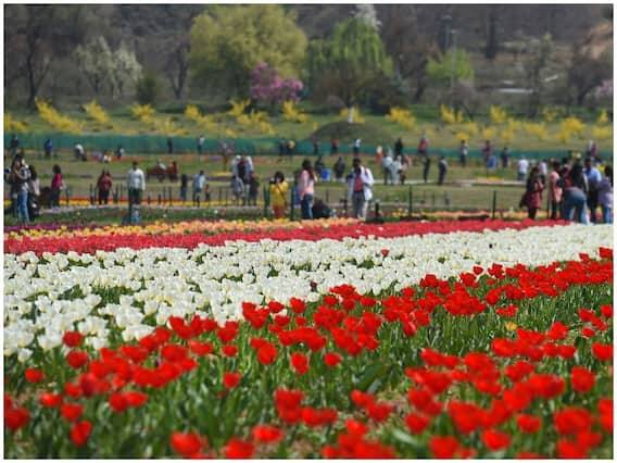 ટ્યૂલિપ ગાર્ડનના ઉદઘાટનના પહેલા જ દિવસે હજારો પ્રવાસીઓ અહીં પહોંચ્યા હતા અને અનોખા નજારાનો આનંદ માણ્યો હતો. પરંતુ સમય પહેલા ખુલેલા ટ્યૂલિપ ગાર્ડનમાં હજુ ફૂલ ખીલ્યા નથી.