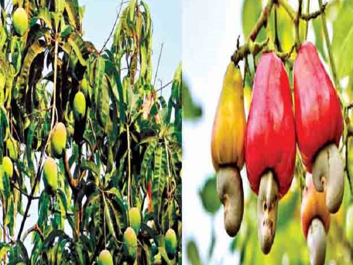 In some places in Konkan, unseasonal rains hit millions of hectares of mangoes and cashews Damage to mango and cashew crops : कोकणात काही ठिकाणी अवकाळी पाऊस, लाखो हेक्टरवरील आंबा आणि काजुला फटका