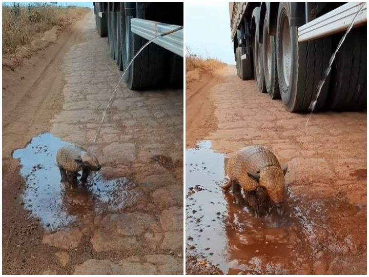 जानवर की प्यास बुझाने के लिए शख्स ने की पानी की बौछार, इंसानियत की मिसाल पेश कर रहा वीडियो Man showered water to quench the thirst of the animal जानवर की प्यास बुझाने के लिए शख्स ने की पानी की बौछार, इंसानियत की मिसाल पेश कर रहा वीडियो