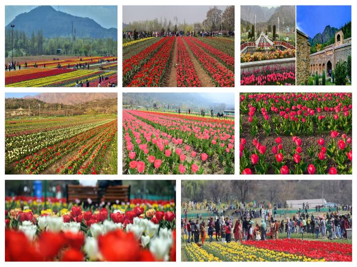 एशिया (Asia) का सबसे बड़ा ट्यूलिप गार्डन (Tulip Garden) आज यानि बुधवार से पर्यटकों (Tourists) के लिए खोल दिया गया. दुनिया का स्वर्ग (Heaven) कहे जाने वाला यह ट्यूलिप गार्डन श्रीनगर (Srinagar) के ज़बरवान रेंज (Zbarwan Range) की तलहटी में 30 एकड़ में फैला हुआ है. इस गार्डन को आमतौर पर सिराज बाग (Siraj Bagh) के नाम से जाना जाता था, लेकिन राष्ट्रीय और अंतर्राष्ट्रीय इसे इंदिरा गांधी मेमोरियल ट्यूलिप गार्डन (Indira Gandhi Memorial Tulip Garden) के नाम से जाना जाता है. 2008 में फूलों की खेती और प्रदेश में पर्यटन को बढ़ावा देने के उद्देश्य से इसे खोल दिया गया था, इसका उद्घाटन उस समय प्रदेश के मुख्यमंत्री रहे गुलाम नबी आज़ाद (Ghulam Nabi Azad) ने किये था.