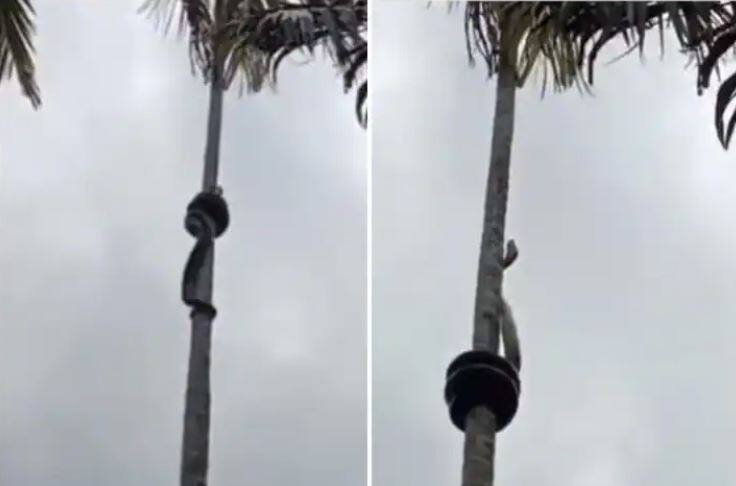 Watch Video, giant snake was seen climbing a coconut tree, people were surprised to see the video Watch: ਕੁੰਡਲੀ ਮਾਰ ਨਾਰੀਅਲ ਦੇ ਦਰੱਖਤ 'ਤੇ ਚੜਦਾ ਦੇਖਿਆ ਗਿਆ ਵਿਸ਼ਾਲ ਸੱਪ, ਵੀਡੀਓ ਦੇਖ ਲੋਕ ਹੋਏ ਹੈਰਾਨ