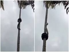 कुंडली मार नारियल के पेड़ पर चढ़ता दिखाई दिखा विशालकाय सांप, वीडियो देख हैरत में पड़े लोग