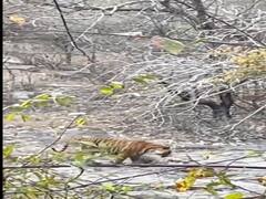 Tiger Leopard Fight Video: तेंदुए ने की गुस्ताखी, फिर बाघ ने सिखाया ऐसा सबक की तेंदुए ने मानी हार, देखें वीडियो